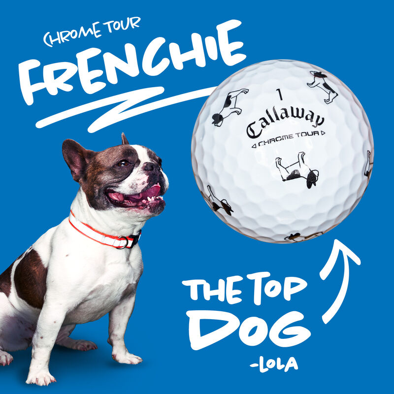 Chrome Tour Small Dogs: Pied French Bulldog - View 2